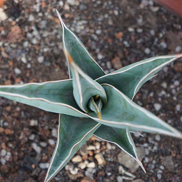 8-10CM Sansevieria Pinguicula