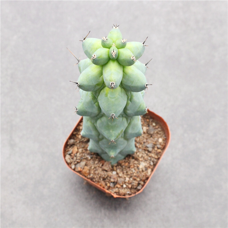 10cm Cactus Live Plant MyrtillocAactus Geometrizans Fukurokuryuzinboku Rare Cactus