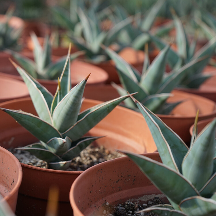 Sansevieria