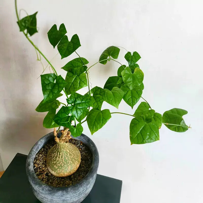 6cm Gerrardanthus macrorhizus