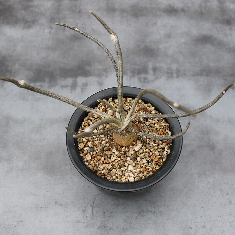 1-2cm Astrophytum Caput-medusae