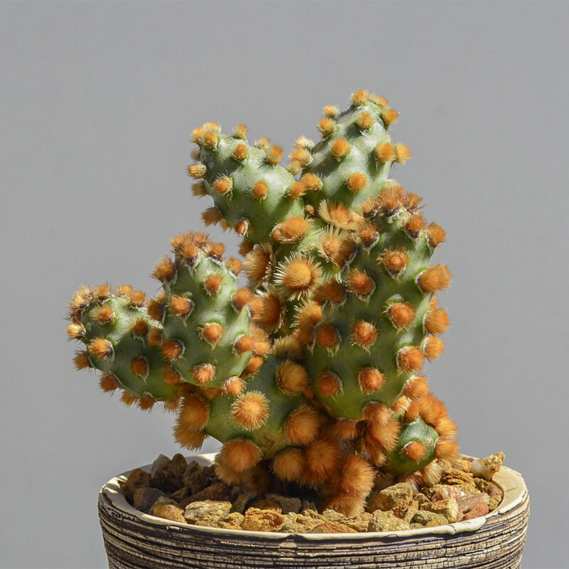 5cm 1Tephrocactus molinensis