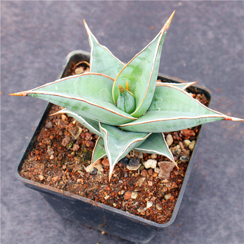 8-10CM Sansevieria Pinguicula
