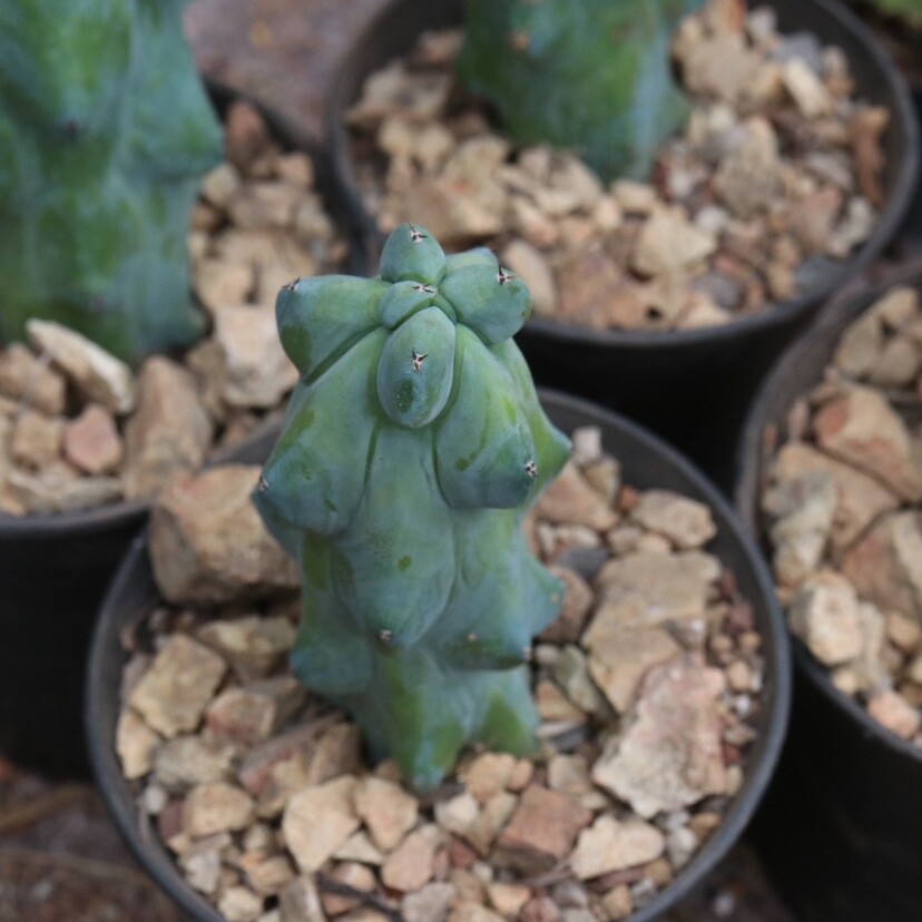 10cm Cactus Live Plant MyrtillocAactus Geometrizans Fukurokuryuzinboku Rare Cactus