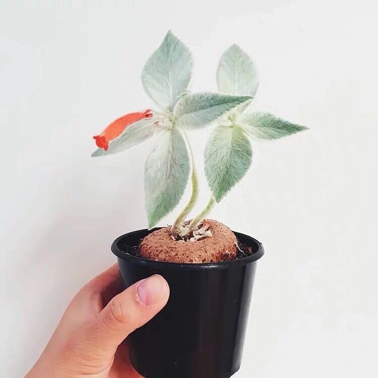 3-4cm Sinningia leucotricha