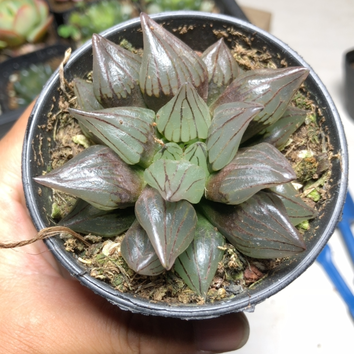 5-6cm Haworthia Magnifica V.atrofusca