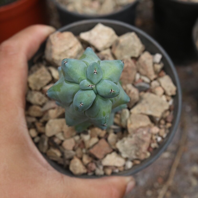10cm Cactus Live Plant MyrtillocAactus Geometrizans Fukurokuryuzinboku Rare Cactus