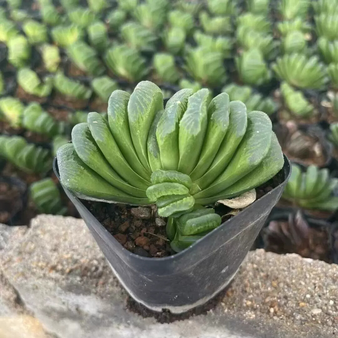 6cm 1PCS Haworthia truncata Schönland
