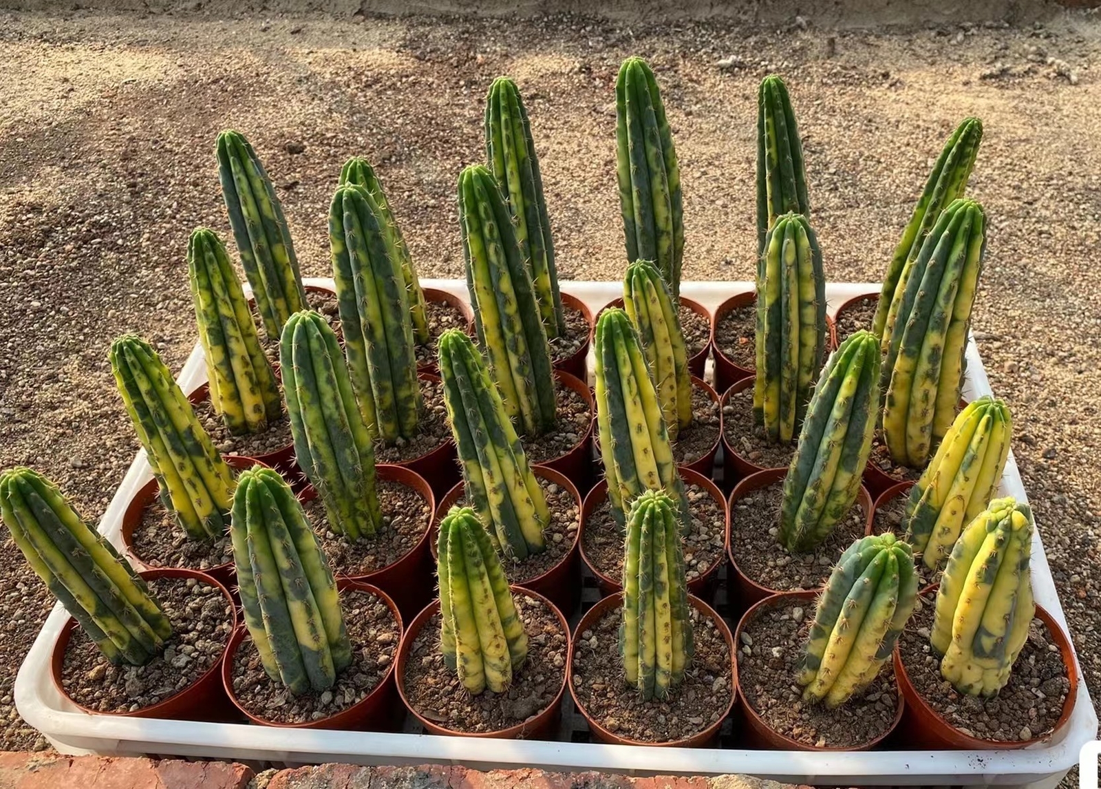 9-11cm Trichocereus pachanoi Variegated