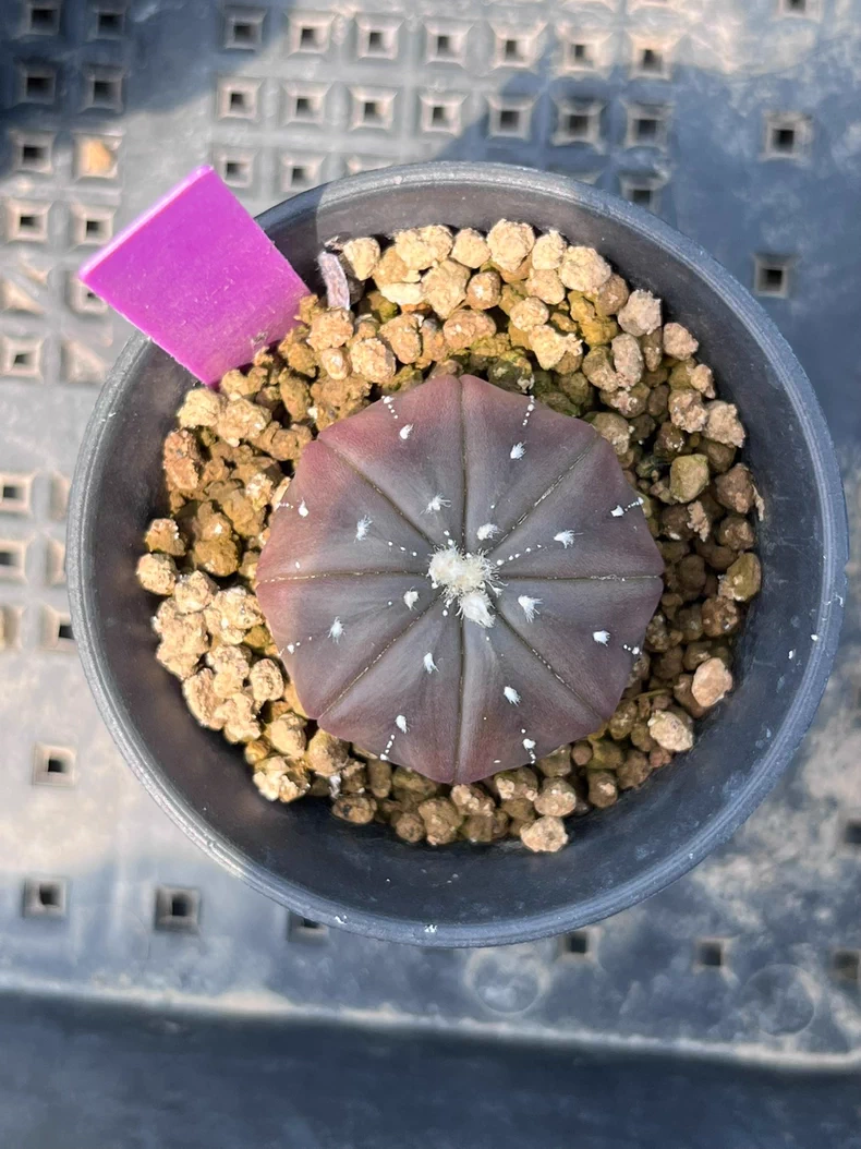 3PCS 3cm Astrophytum Asterias Purple Astrophytum