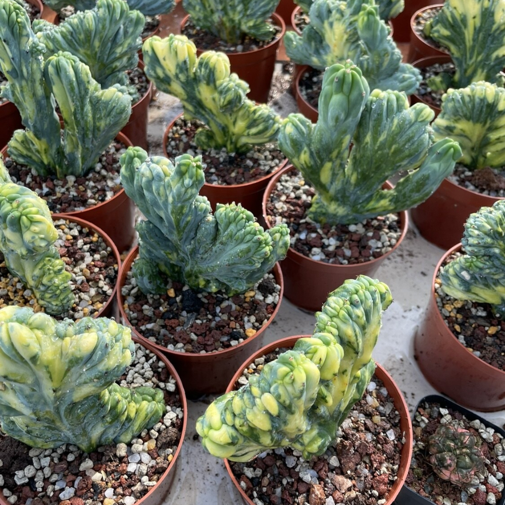 7-10cm Myrtiiocactus Geometrizans Cristata Variegated
