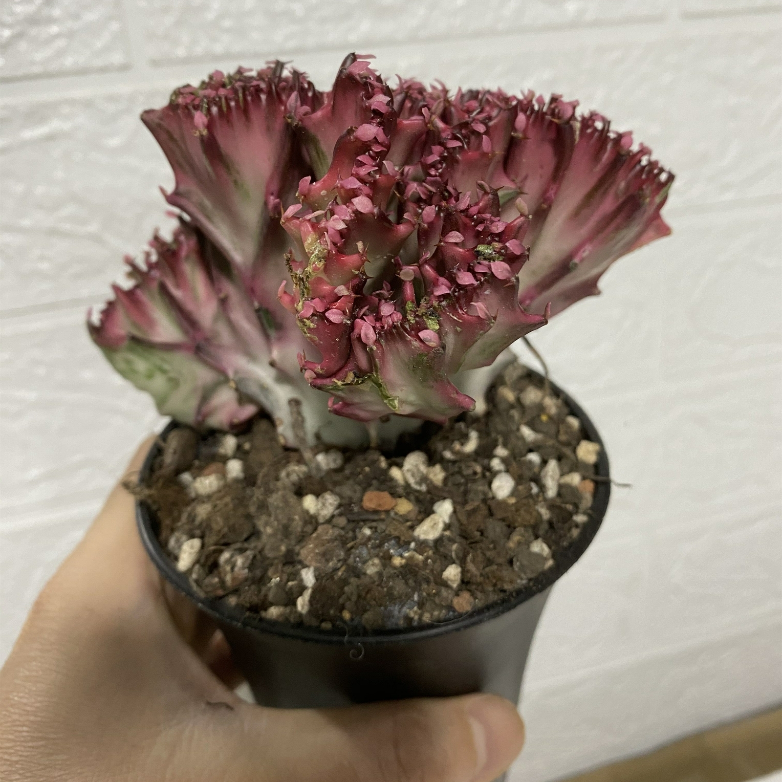 8-10CM Euphorbia Trigona F. Variegated