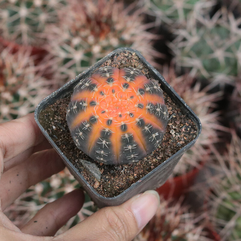 4cm Gymnocalycium Ragonesei Variegated