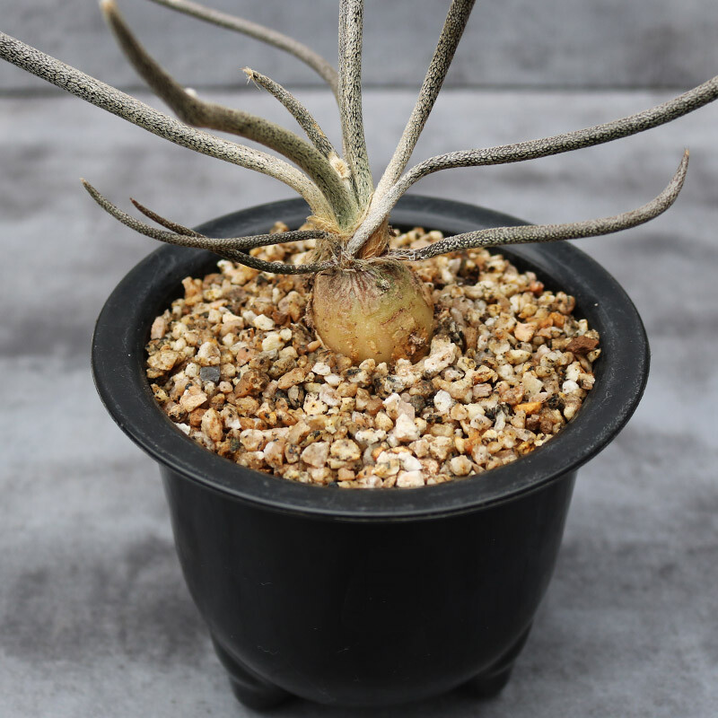 1-2cm Astrophytum Caput-medusae