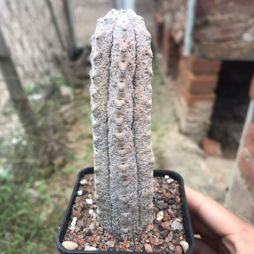 10cm Euphorbia Abdelkuri