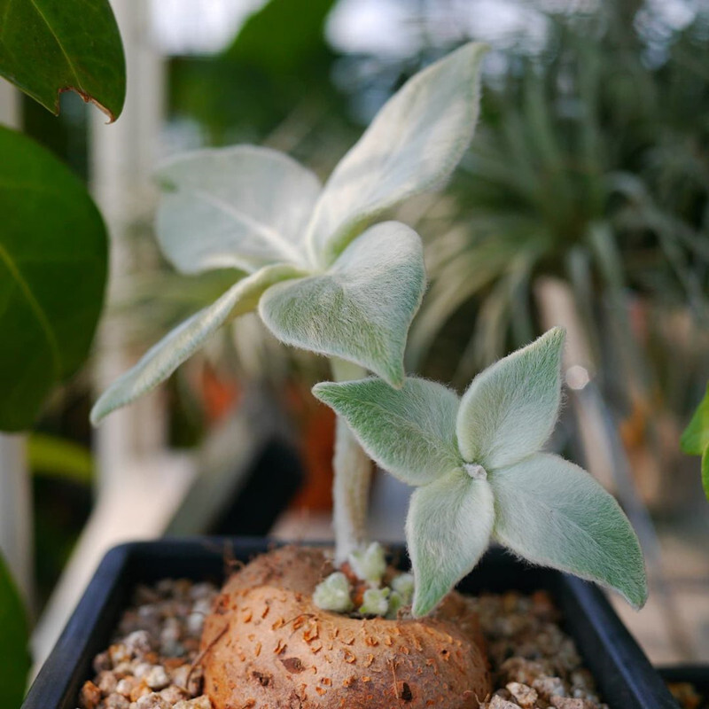 3-4cm Sinningia leucotricha