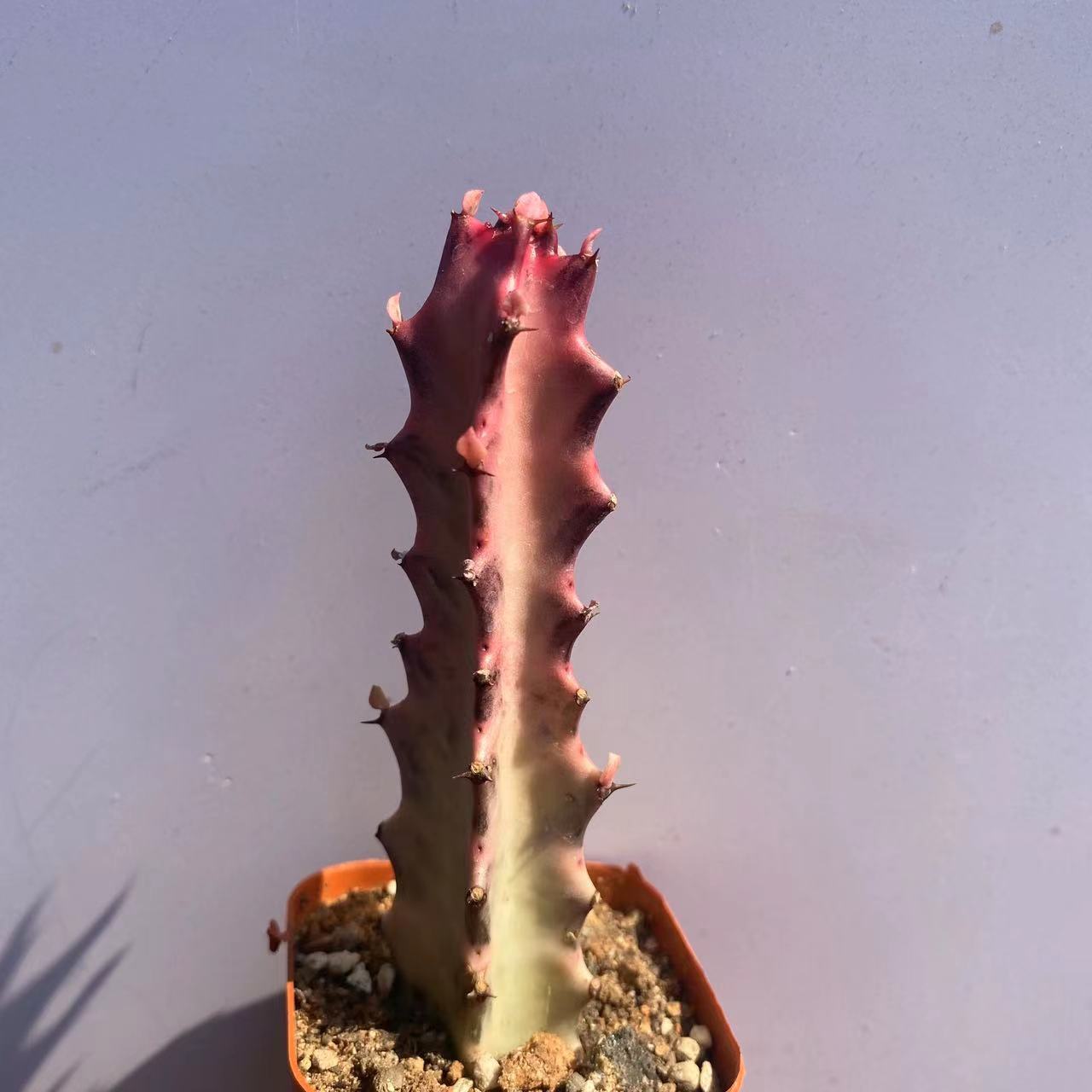 8-10CM Euphorbia Trigona F. Variegated