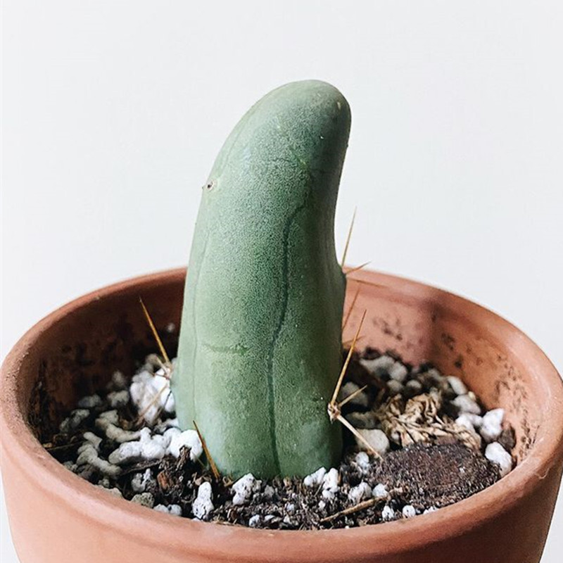 6-8cm Trichocereus bridgesii Male Penis