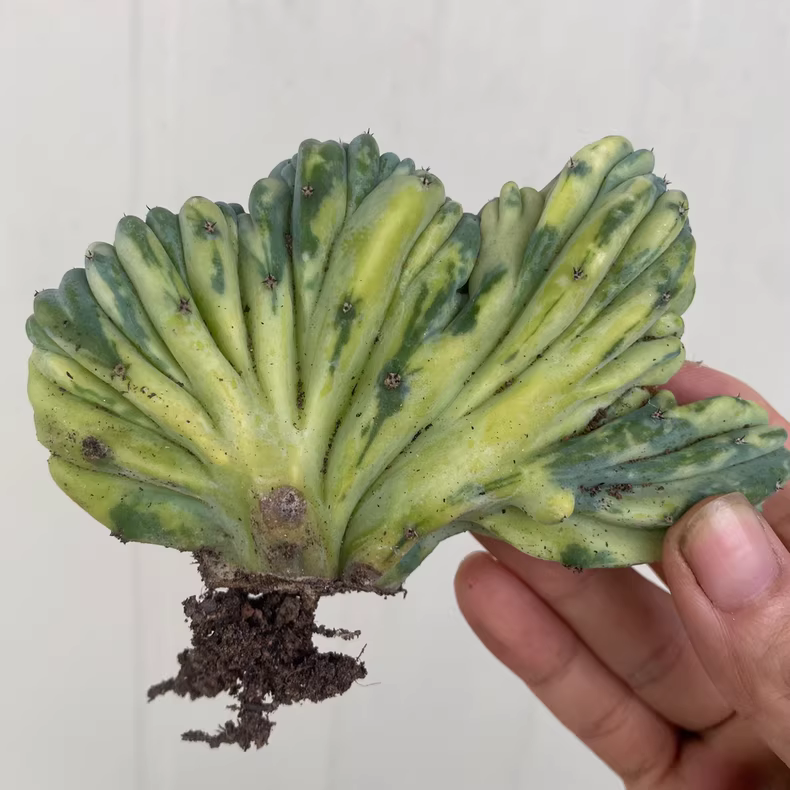 7-10cm Myrtiiocactus Geometrizans Cristata Variegated