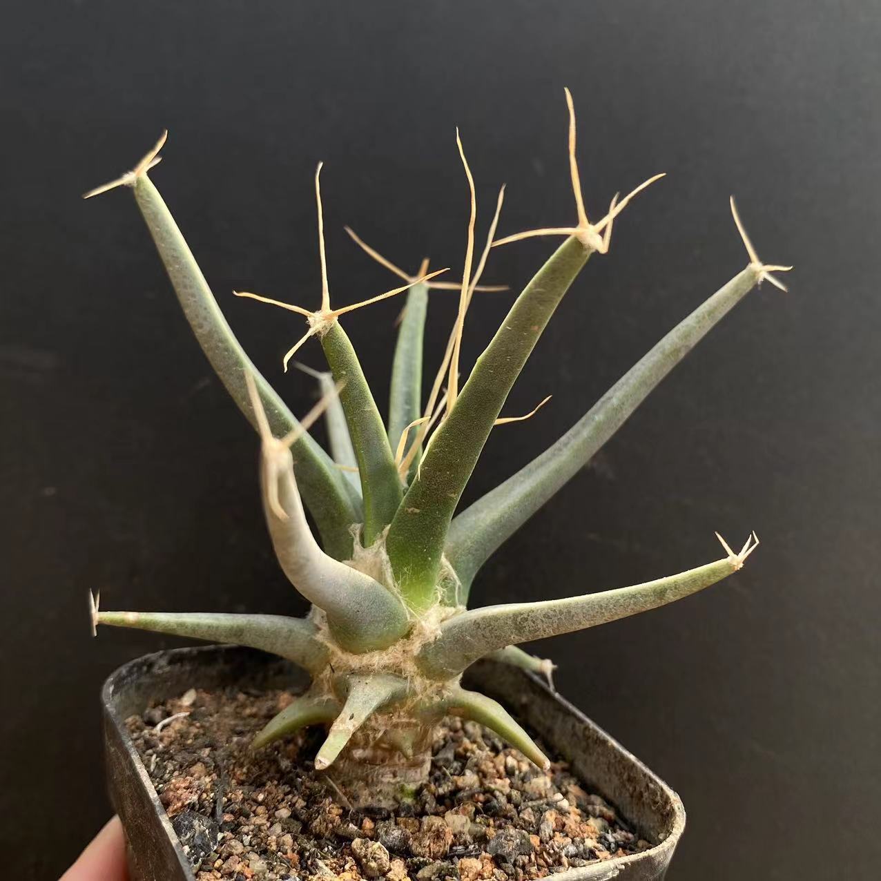 4-6cm 1PCS Leuchtenbergia principis
