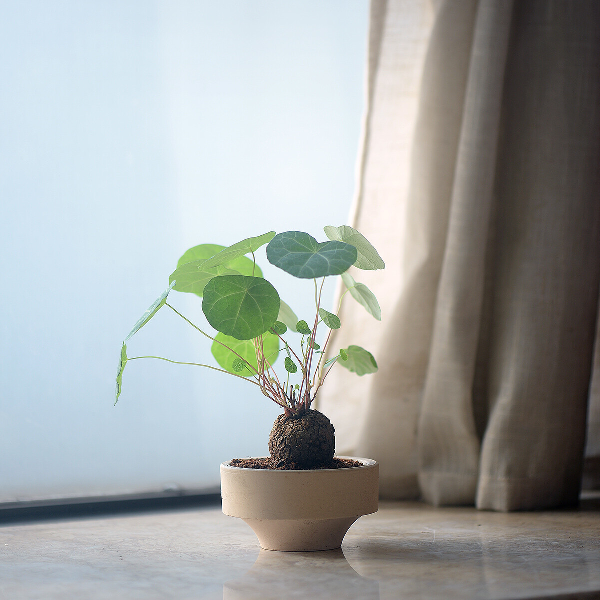 4CM 1PCS Stephania Cepharantha Hayata