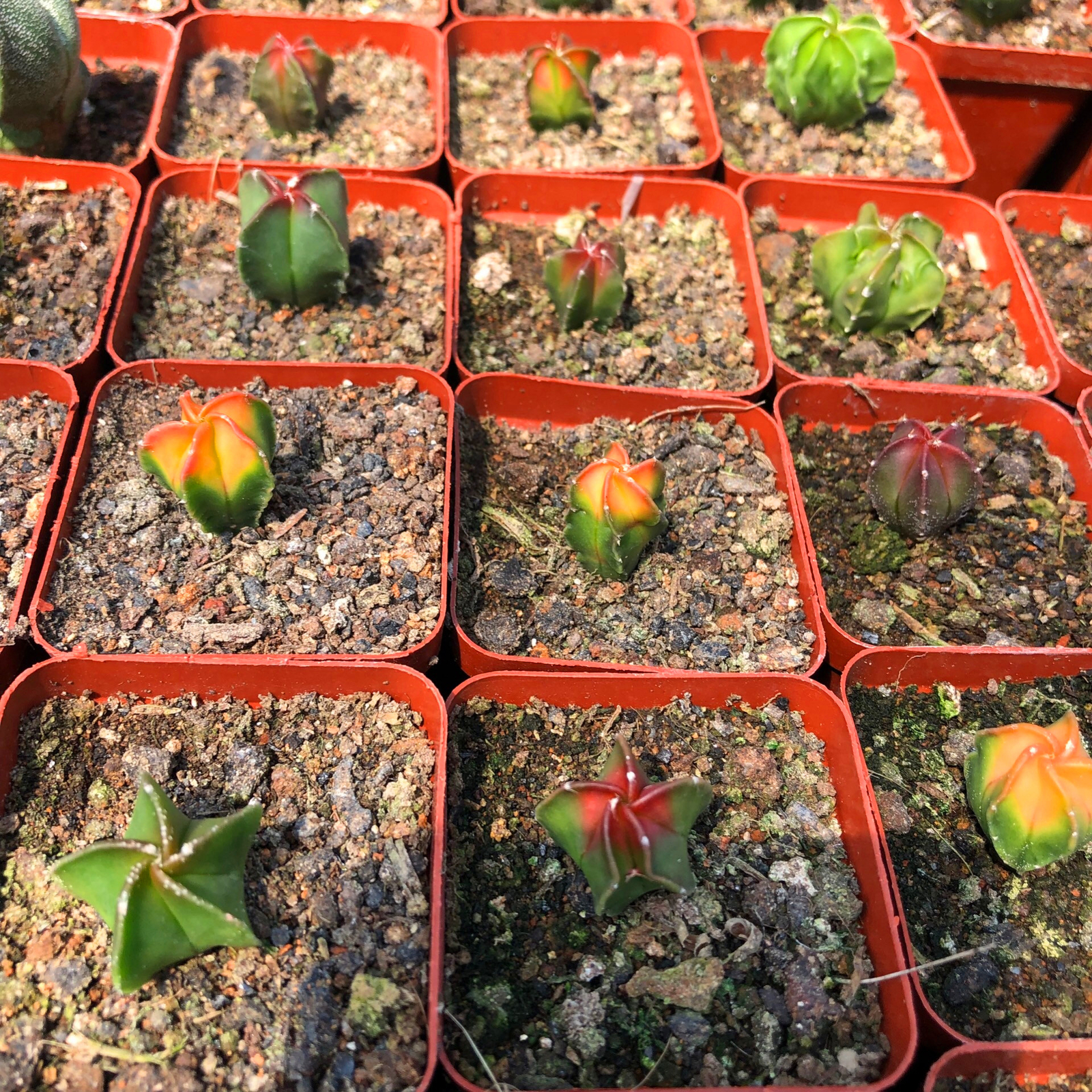 2CM 1PCS Astrophytum Myriostigma Variegated