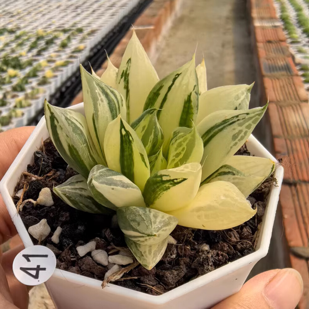 4-5CM 1PCS Seedling Cactus Live Plant Haworthia Cymbiformis Variegated Beautiful Cactus