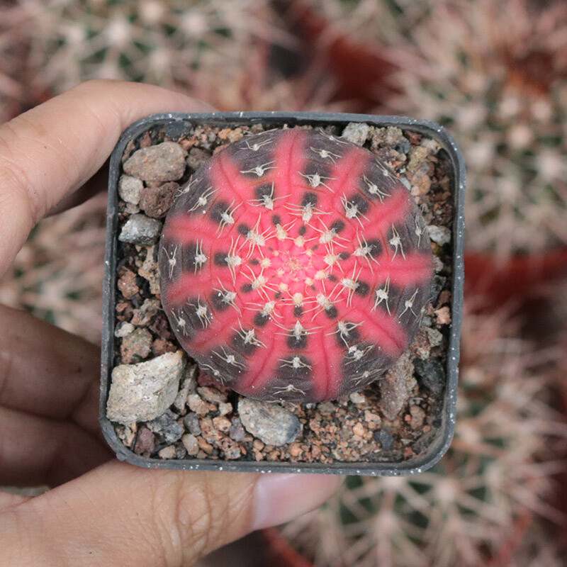 4cm Gymnocalycium Ragonesei Variegated