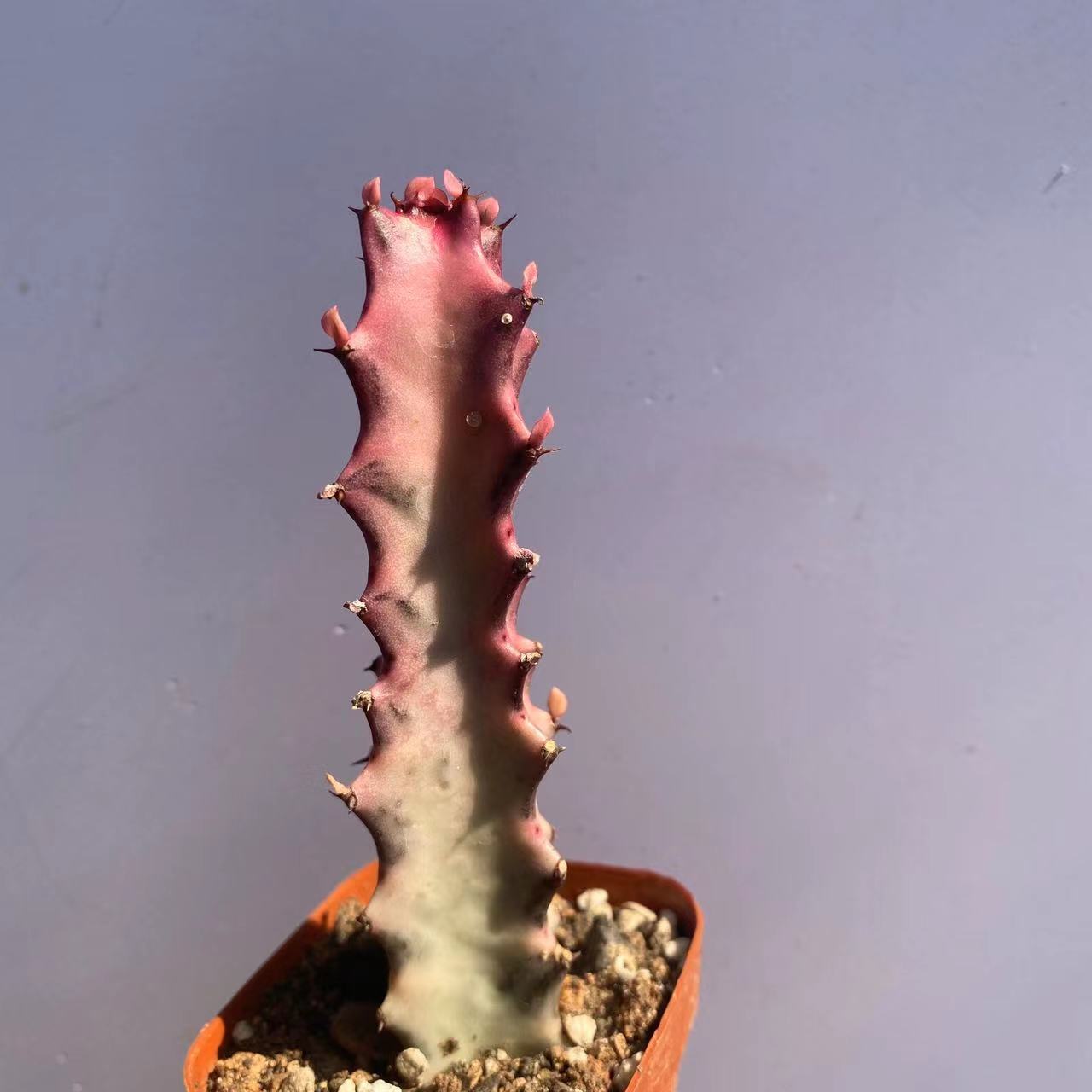 8-10CM Euphorbia Trigona F. Variegated