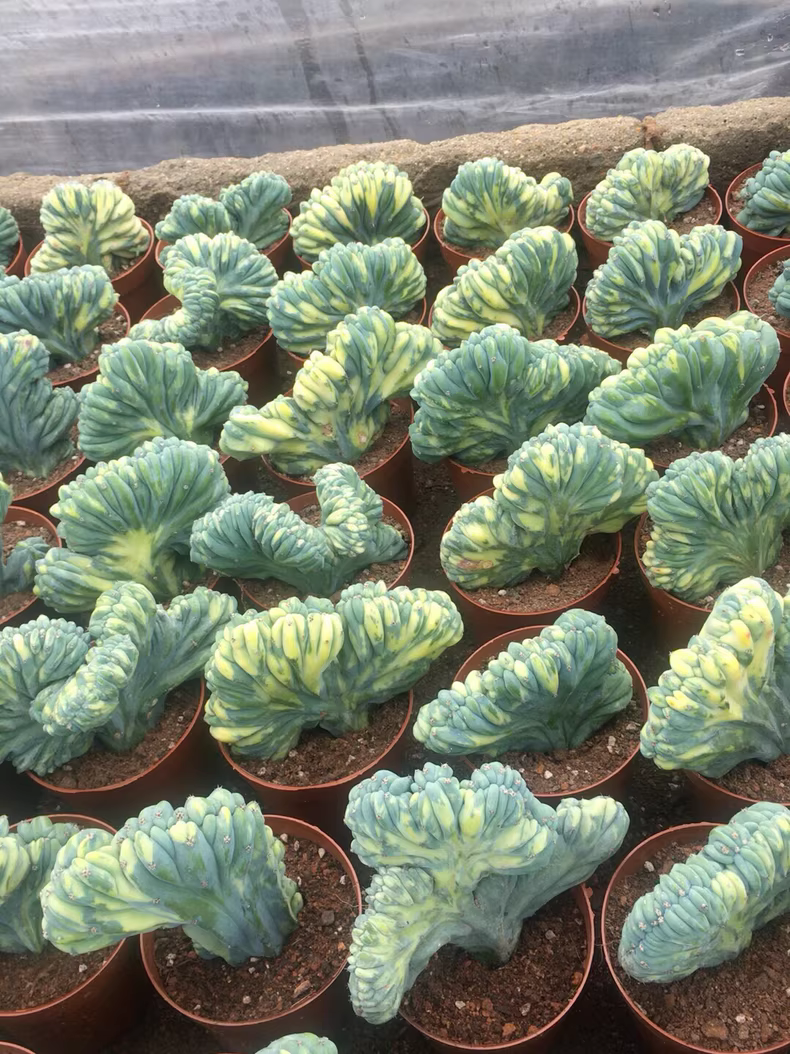 7-10cm Myrtiiocactus Geometrizans Cristata Variegated