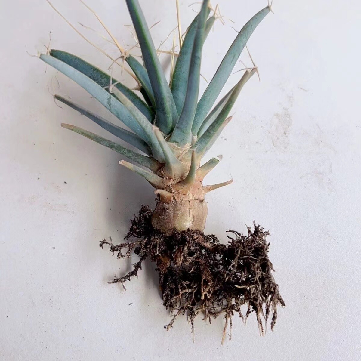 4-6cm 1PCS Leuchtenbergia principis