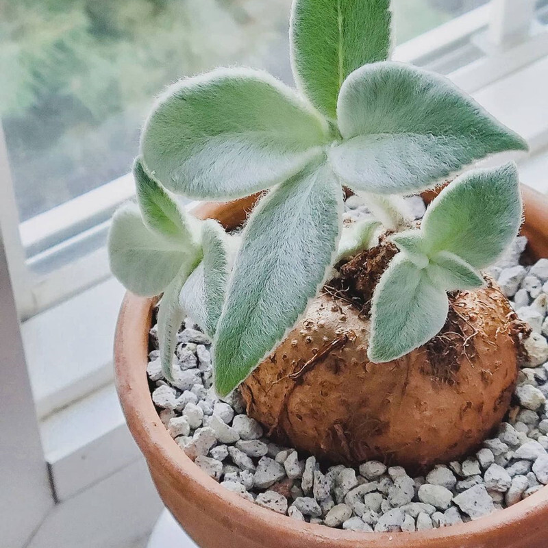 3-4cm Sinningia leucotricha