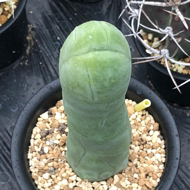 6-8cm Trichocereus bridgesii Male Penis