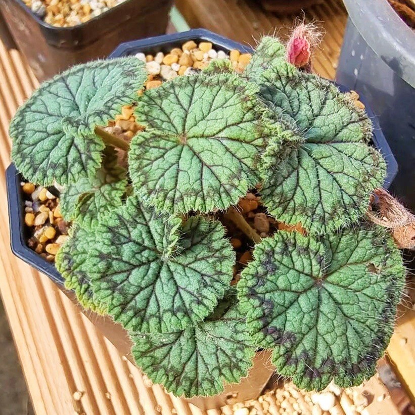 2cm Pelargonium Barklyi