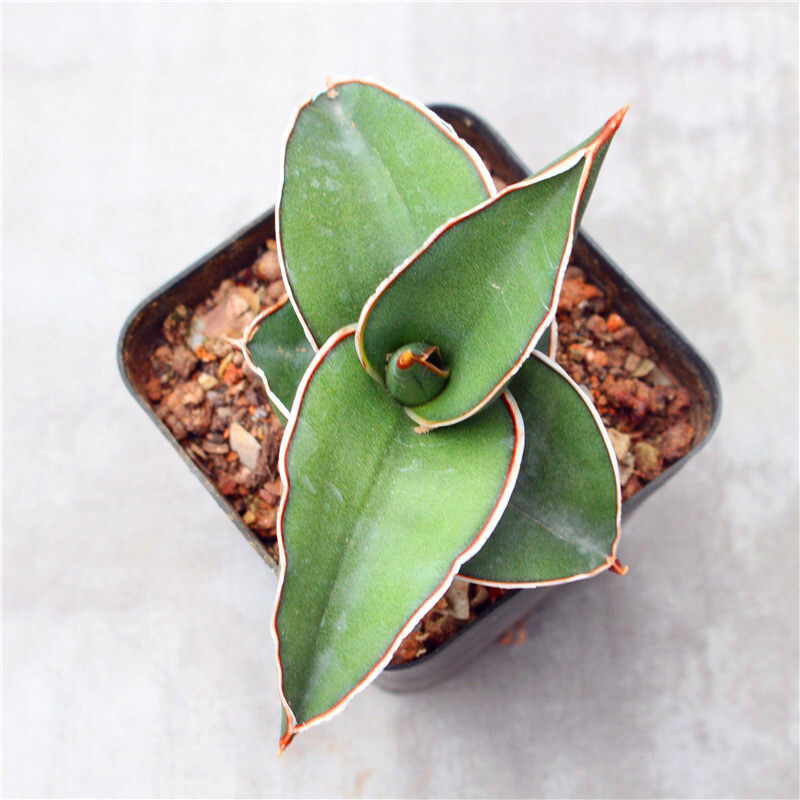 5-7CM Sansevieria Samurai Dwarf