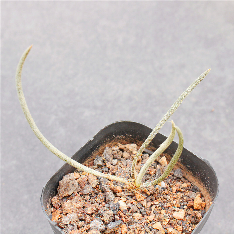 1-2cm Astrophytum Caput-medusae