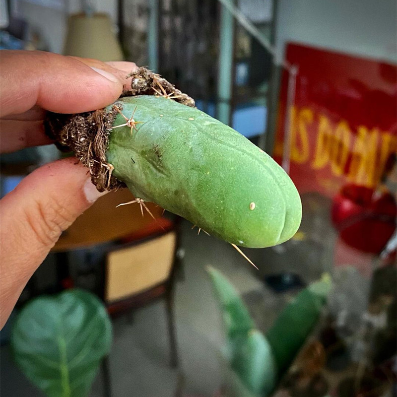 6-8cm Trichocereus bridgesii Male Penis