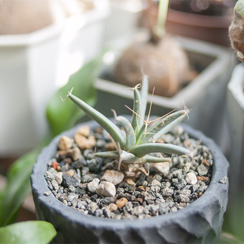 4-6cm 1PCS Leuchtenbergia principis