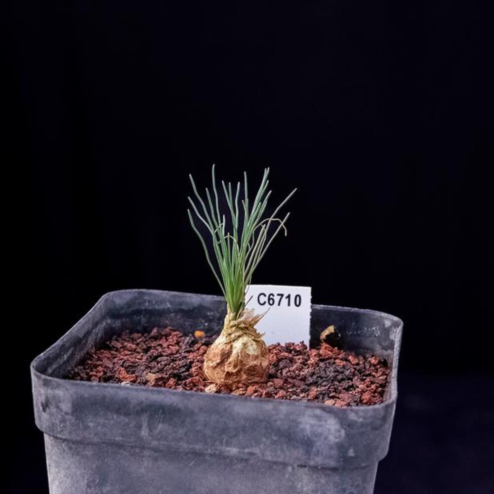 2cm Ornithogalum Tortuosum