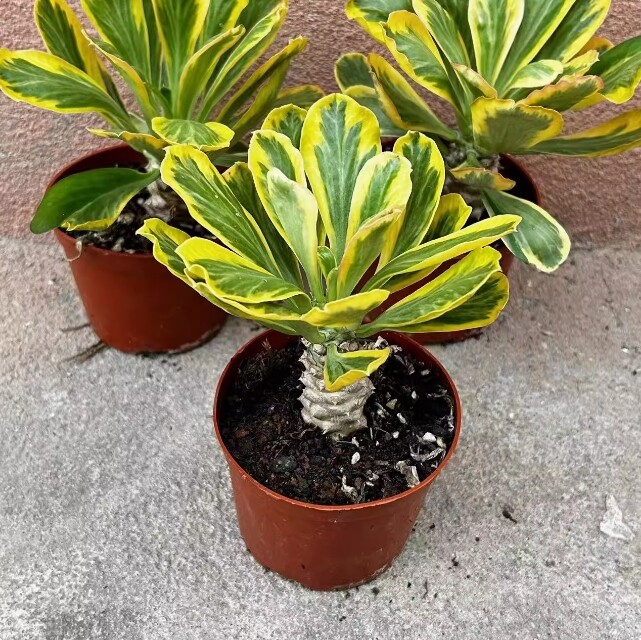 7-8cm Euphorbia poissonii Variegated