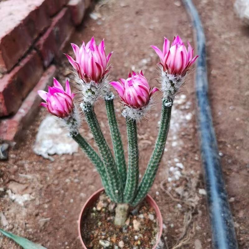 9cm Echinocerteus Poselgeri