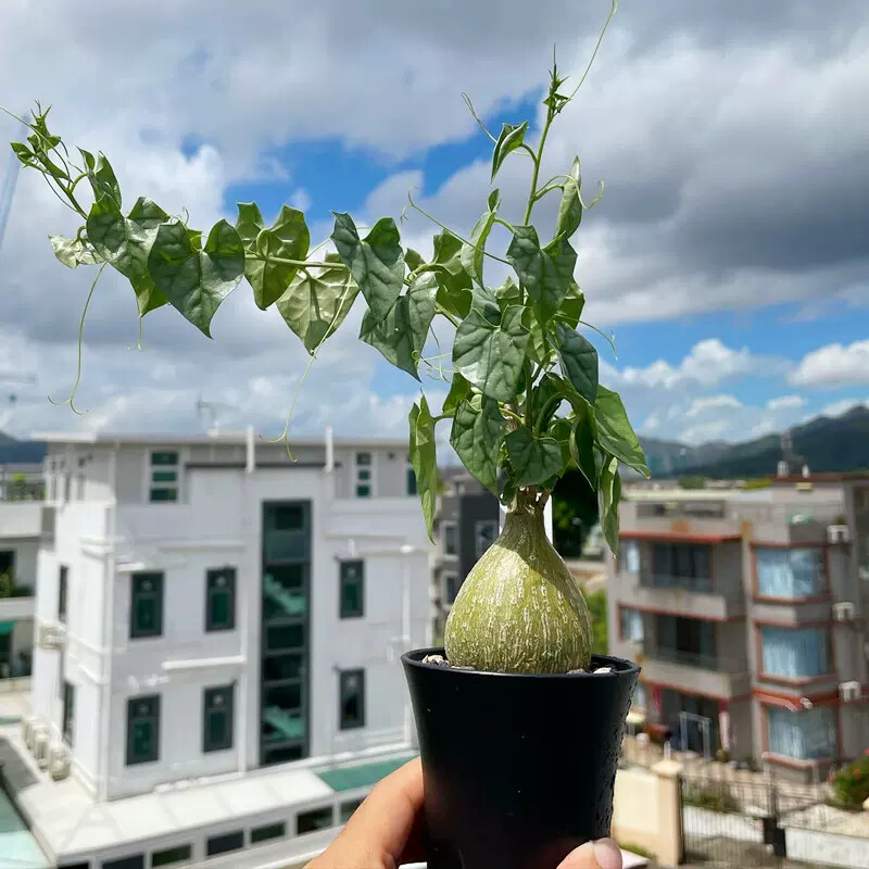 6cm Gerrardanthus macrorhizus