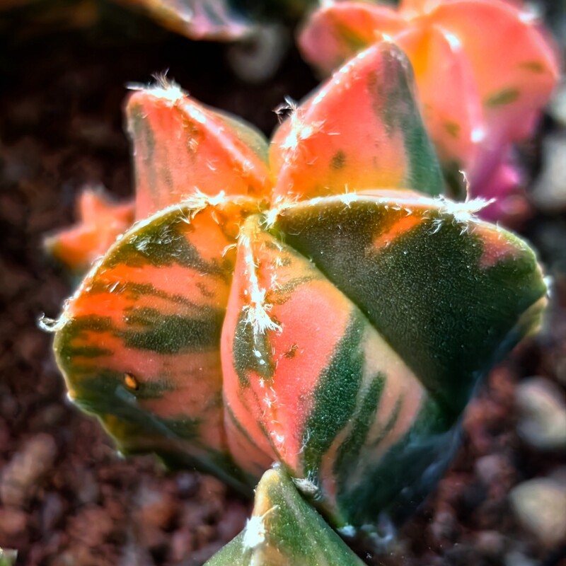 2CM 1PCS Astrophytum Myriostigma Variegated