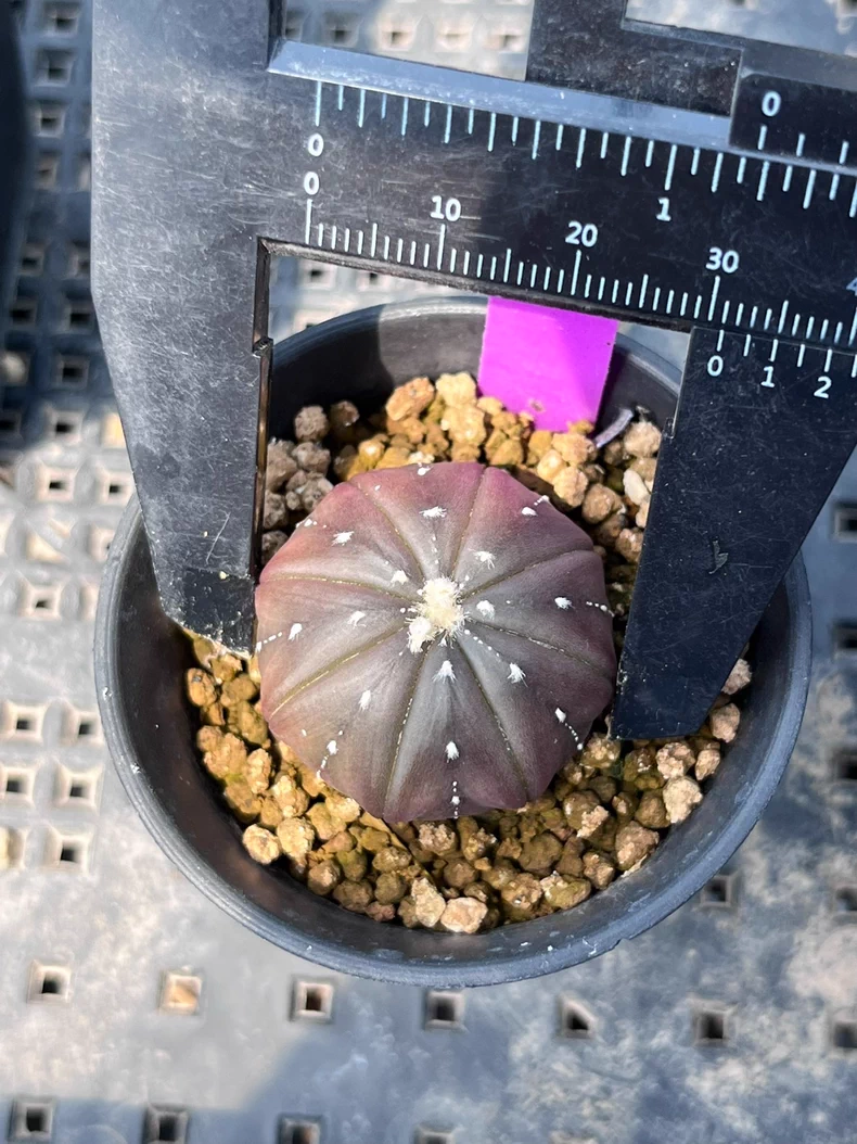 3PCS 3cm Astrophytum Asterias Purple Astrophytum