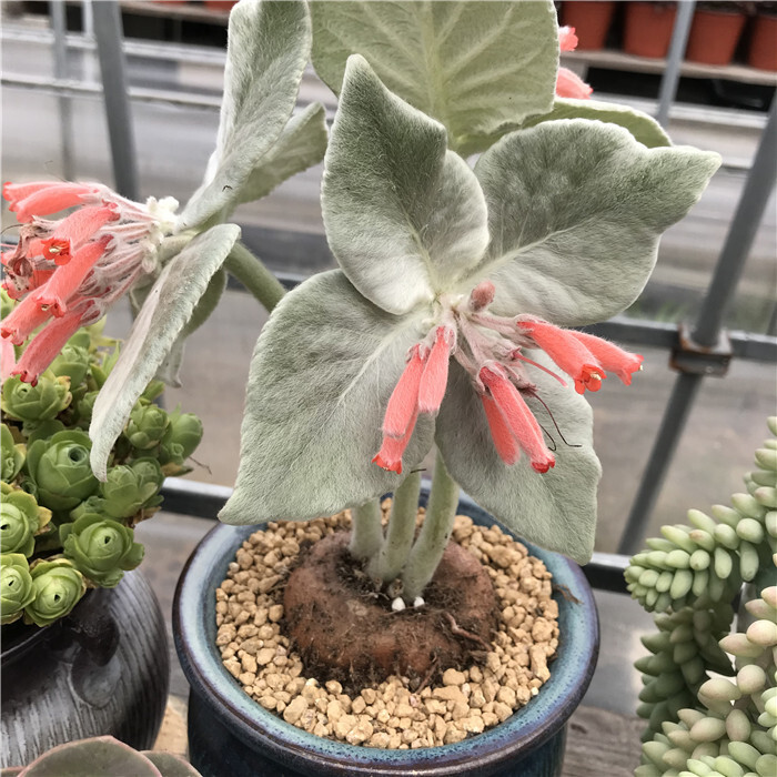 3-4cm Sinningia leucotricha