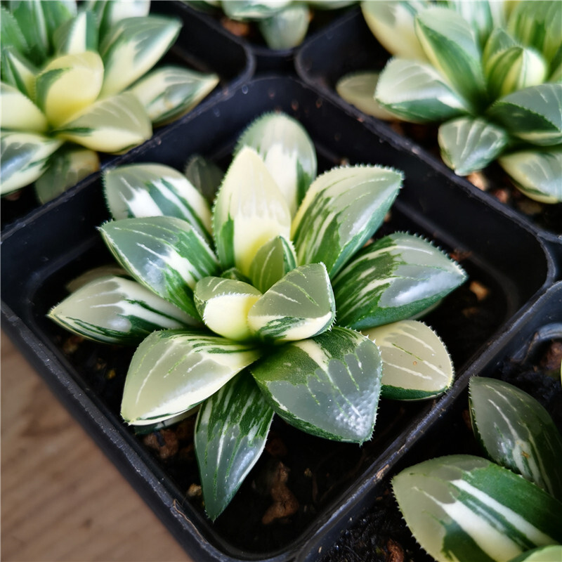 5-6cm Haworthia heidelbergensis Variegated