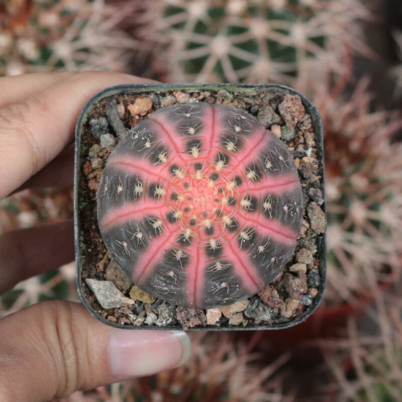 4cm Gymnocalycium Ragonesei Variegated