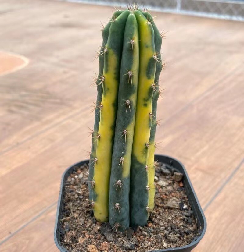 9-11cm Trichocereus pachanoi Variegated