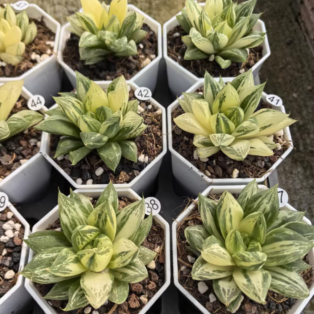 4-5CM 1PCS Seedling Cactus Live Plant Haworthia Cymbiformis Variegated Beautiful Cactus