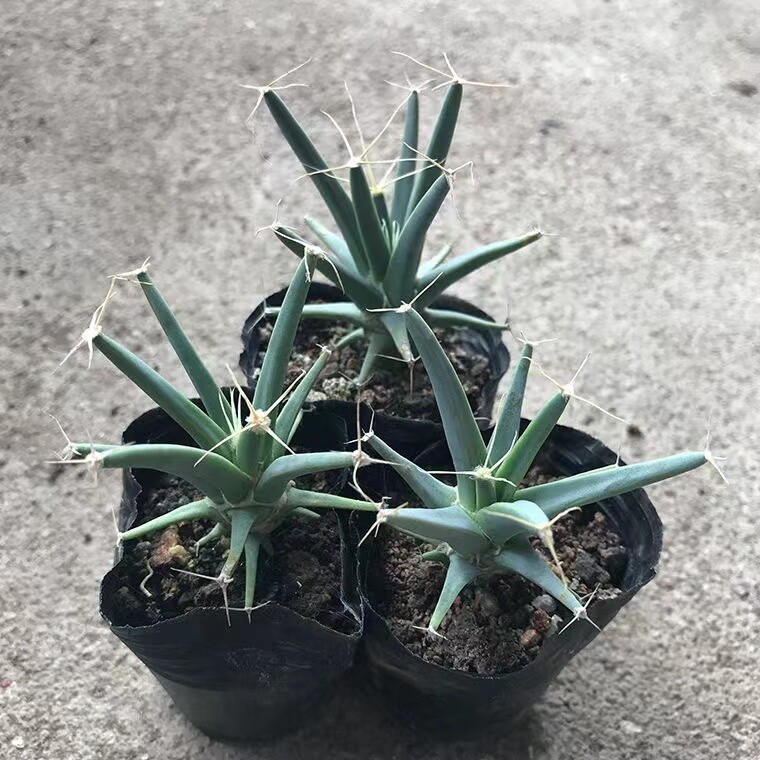 4-6cm 1PCS Leuchtenbergia principis